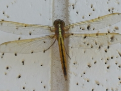Libellula needhami