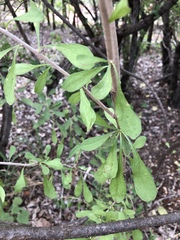 Orbivestus cinerascens