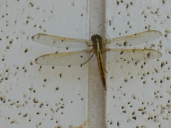 Libellula needhami