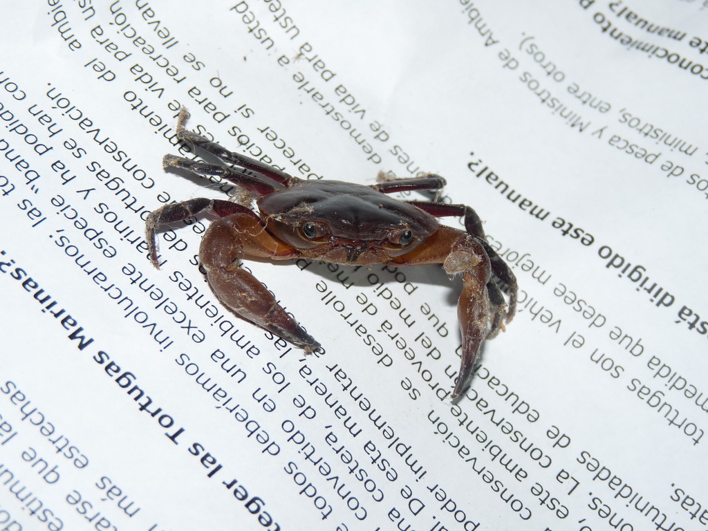 Ptychophallus tristani