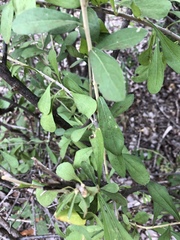 Orbivestus cinerascens