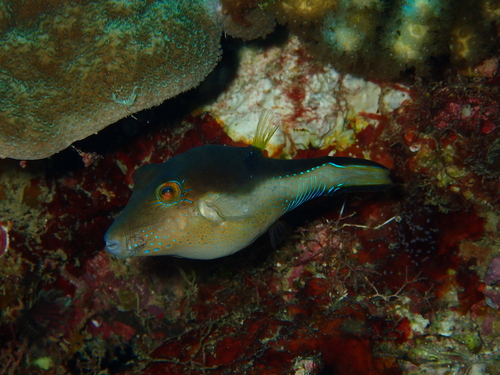 Caribbean Sharpnose Puffer