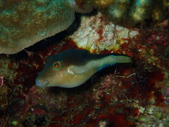 Sharpnose Puffer photo 2
