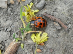 Harmonia axyridis