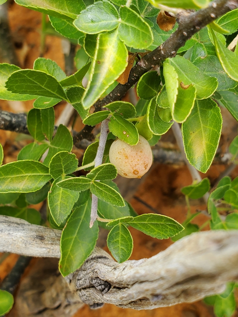 Sand Corkwood