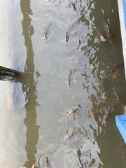 Cyprinus carpio carpio