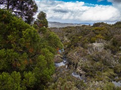 Athrotaxis cupressoides