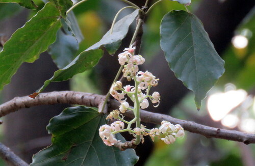 Reutealis trisperma observed 2024-03-09