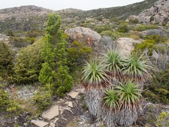 Athrotaxis cupressoides