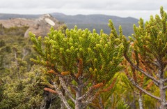 Athrotaxis selaginoides