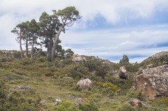 Athrotaxis cupressoides