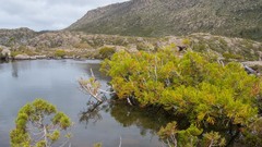 Athrotaxis cupressoides