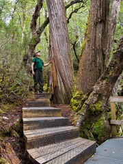 Athrotaxis selaginoides