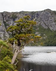 Athrotaxis selaginoides