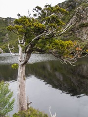 Athrotaxis selaginoides