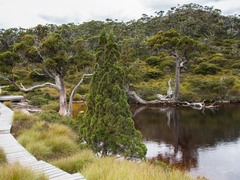 Athrotaxis cupressoides