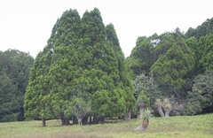 Athrotaxis selaginoides