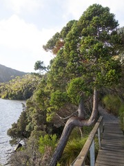 Athrotaxis selaginoides