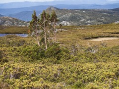 Athrotaxis cupressoides