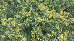 Acmispon dendroideus traskiae