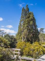Athrotaxis cupressoides