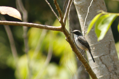 Saxicola ferreus