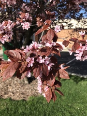 Prunus cerasifera pissardii
