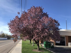 Prunus cerasifera pissardii