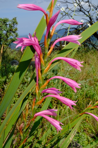 Watsonia wilmsii thumbnail