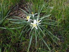 Leucocrinum montanum