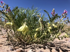 Astragalus allochrous