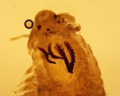 Dorvillea similis image