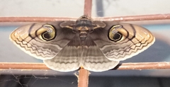 Spirama helicina