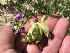 Astragalus allochrous
