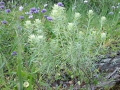 Castilleja grisea