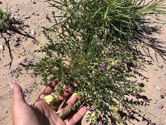 Astragalus allochrous