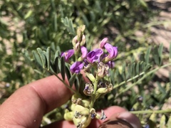 Astragalus allochrous