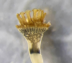 Image of Hydroides dirampha