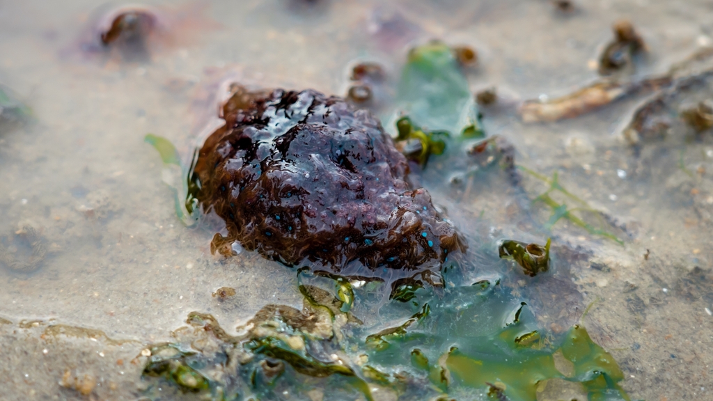 Blue-spotted sea hare