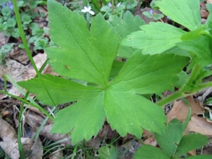Ranunculus recurvatus