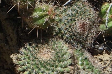 Mammillaria brandegeei