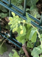 Brassica rapa