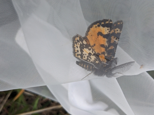 Eurranthis plummistaria
