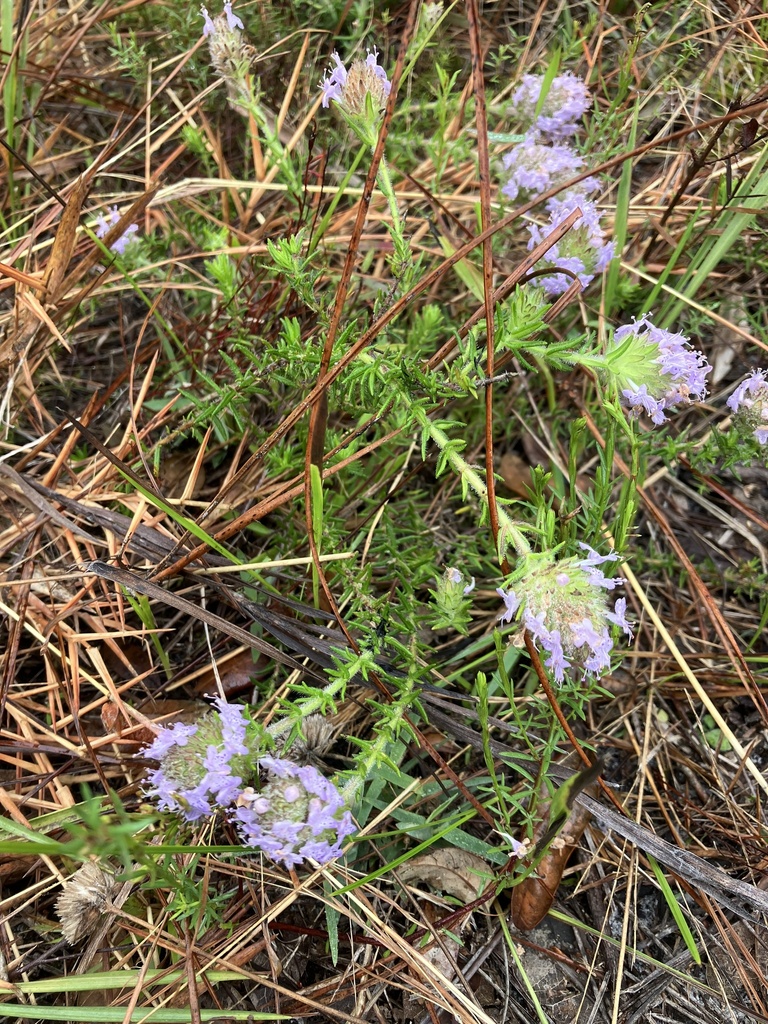 Florida pennyroyal from Myakka River State Park, Sarasota, FL, US on