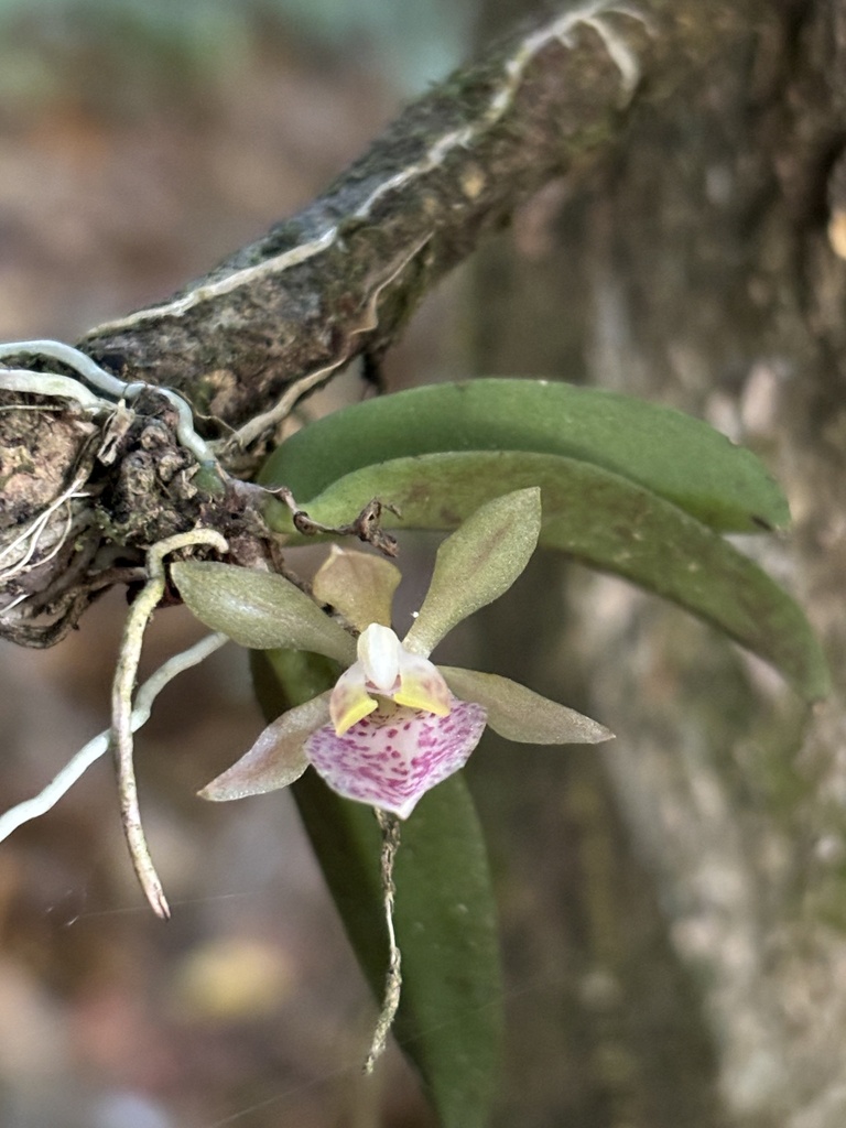 Trichocentrum pupulinianum