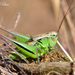 Oblong Meadow Bush-Cricket - Photo (c) Howon Rhee, some rights reserved (CC BY-NC-ND), uploaded by Howon Rhee