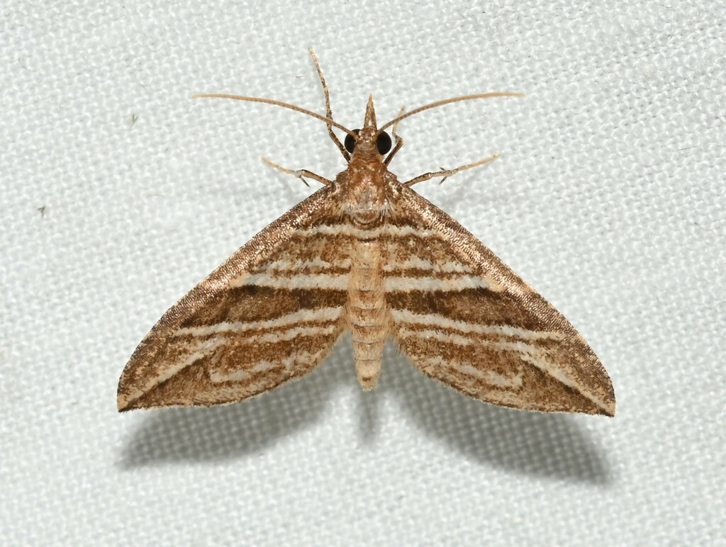 Psaliodes multilinea
