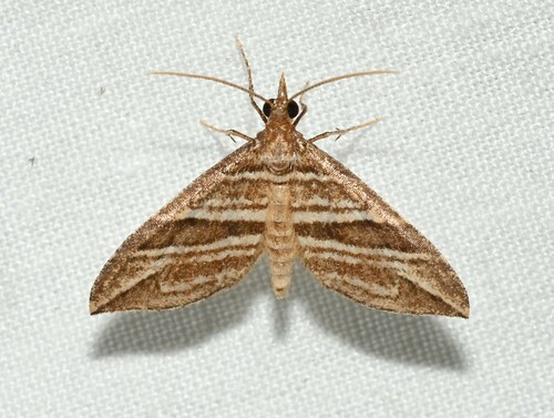 Psaliodes multilinea