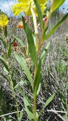 Calylophus