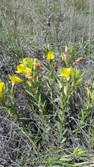 Calylophus